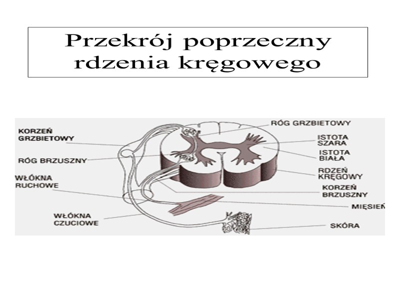 Przekrój poprzeczny rdzenia kręgowego